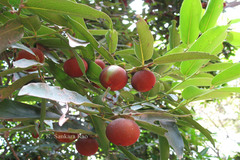 Diospyros malabarica